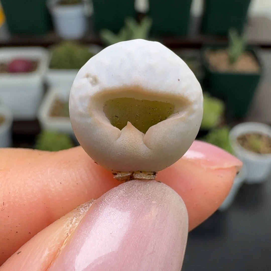 712高尔夫小怪，000000000