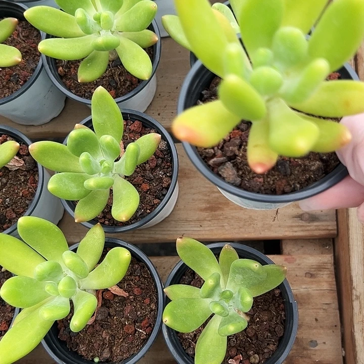 金蝉       福利多多