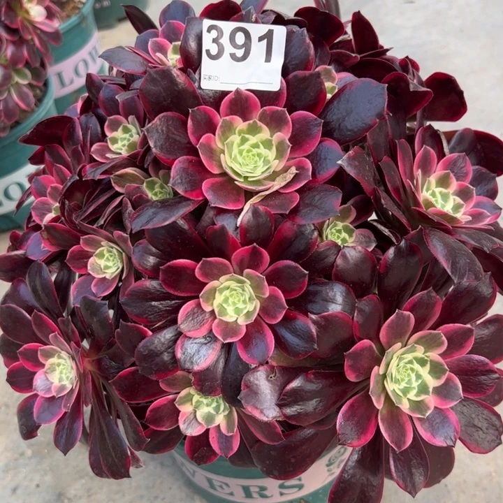 391金丝雀32厘米左右