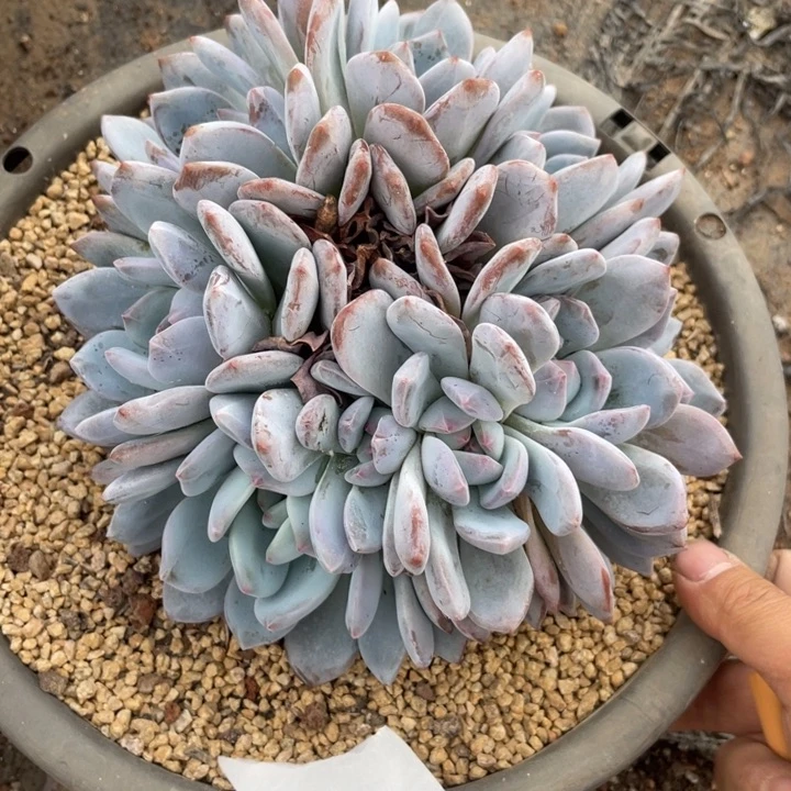 L***u922满20包邮脱土发货