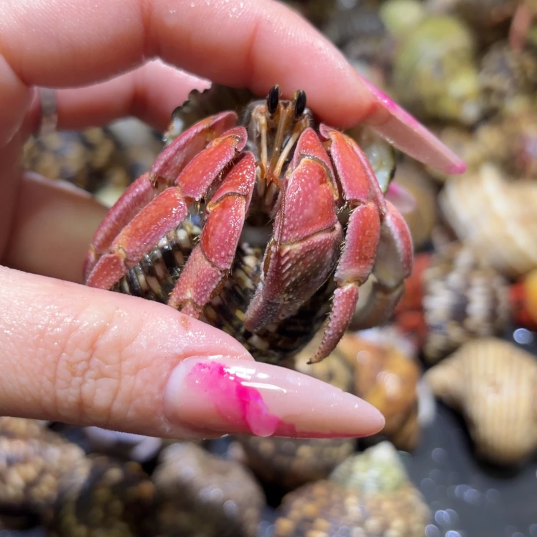 彩灰寄居蟹3.0口 17