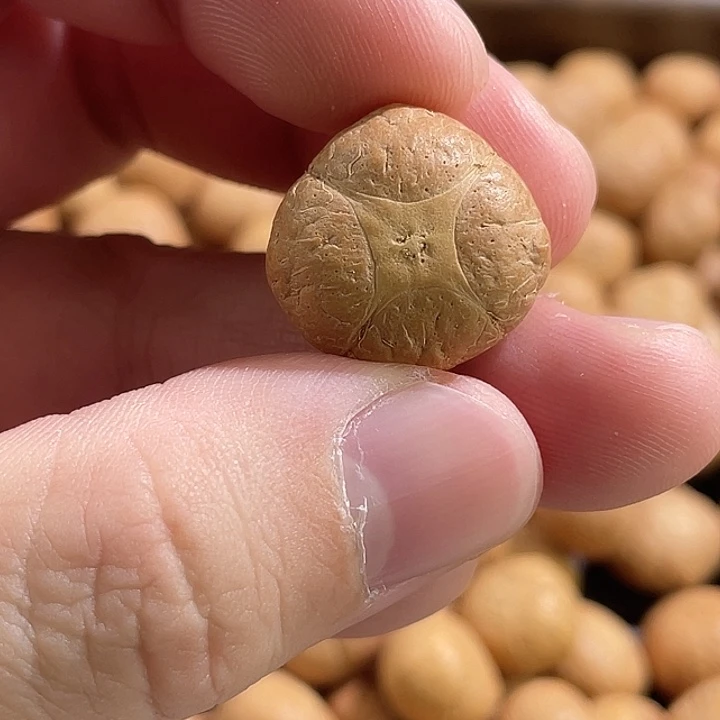 手串凤眼菩提尼泊尔小凤眼