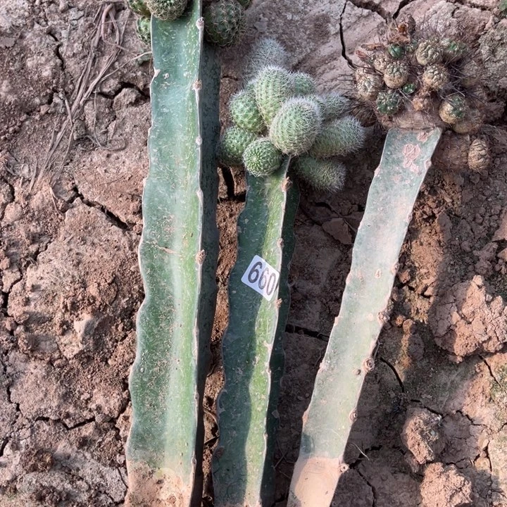 用***2当前无花栽培后可以开花660嫁接三棵