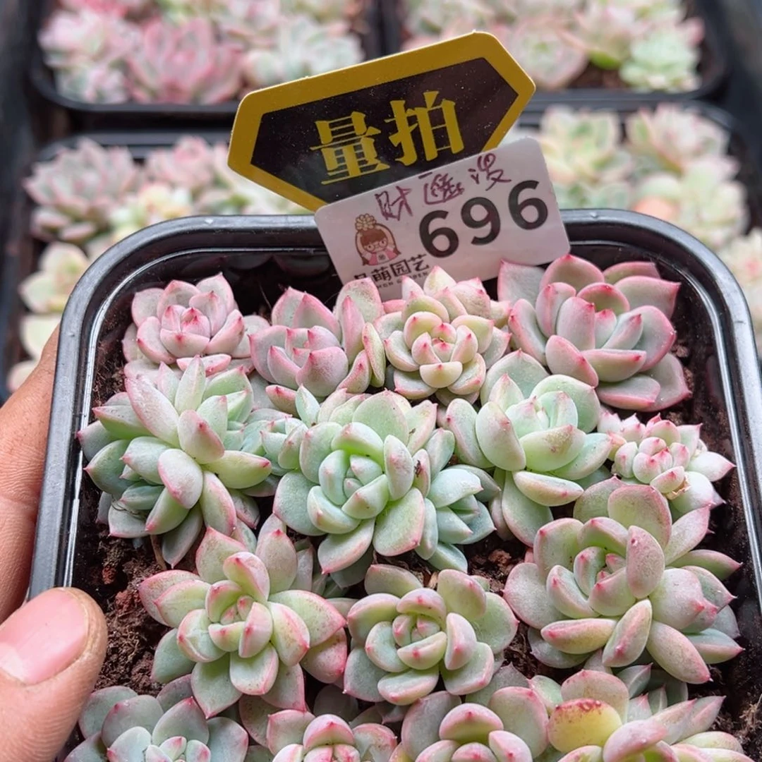 多肉植物多肉植物