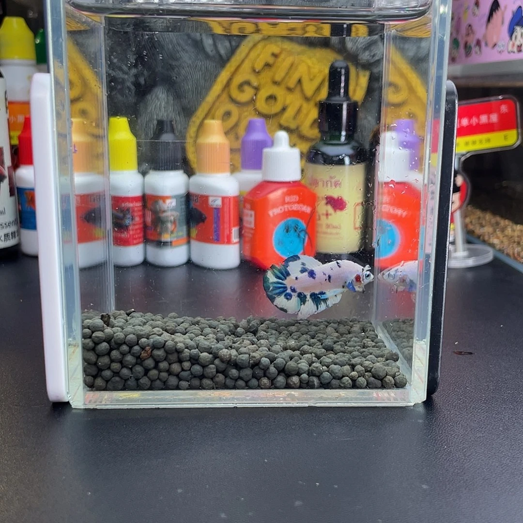 斗鱼32号106早青花奶牛