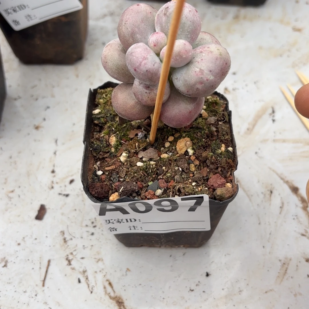 A097多肉植物奶酪石化