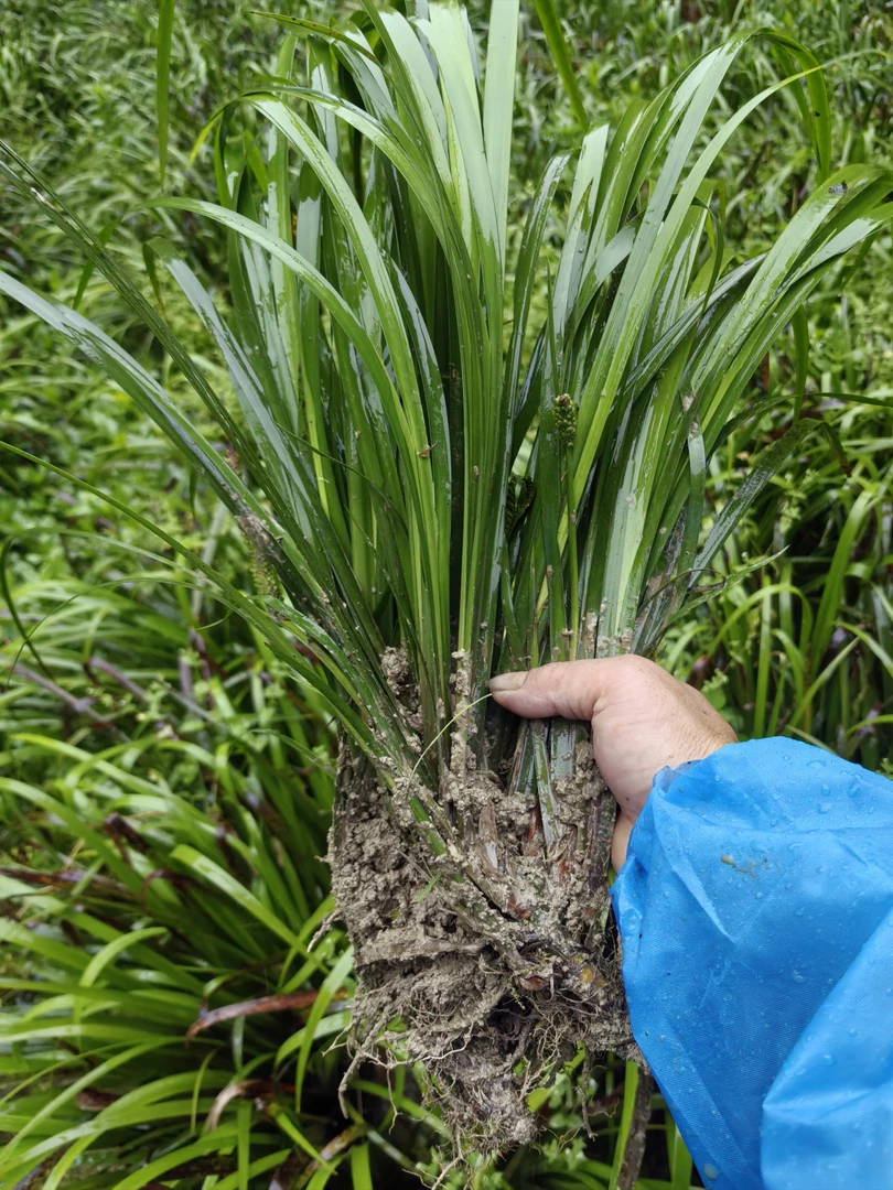 贵州黔东南特产五香草山奈卤肉香料带根种植一斤包邮