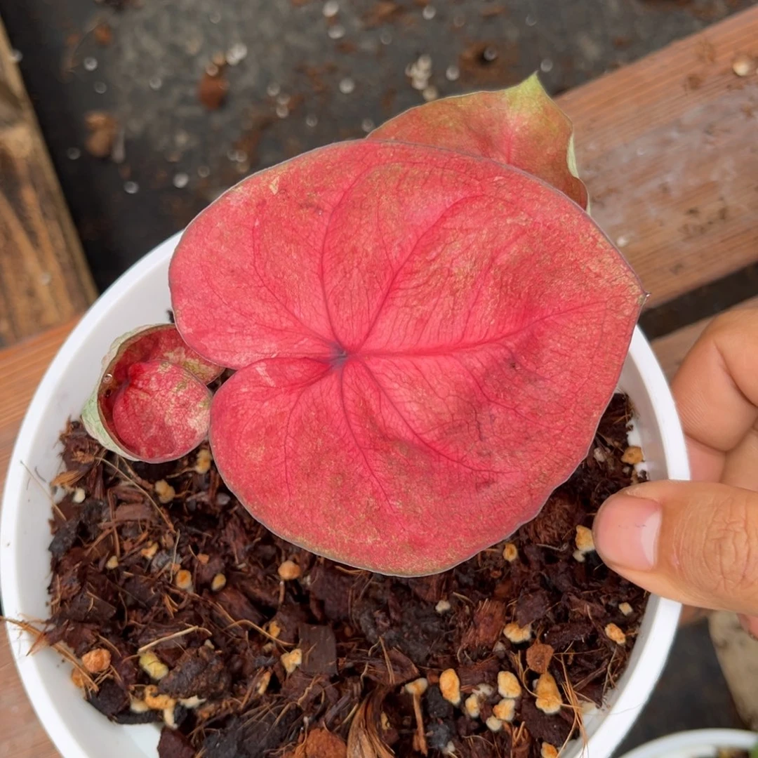 大部分开放少量花苞红蕾丝海王