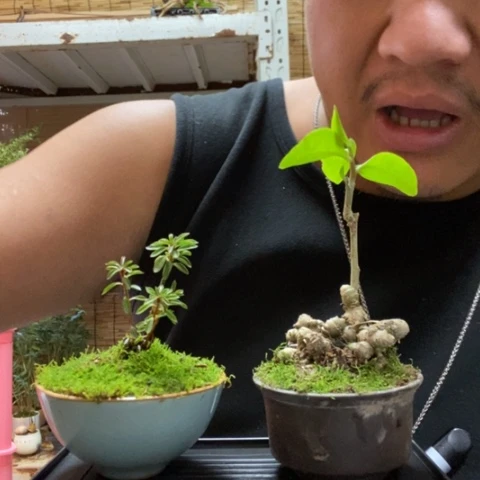 红陶一物一拍所见即所得159