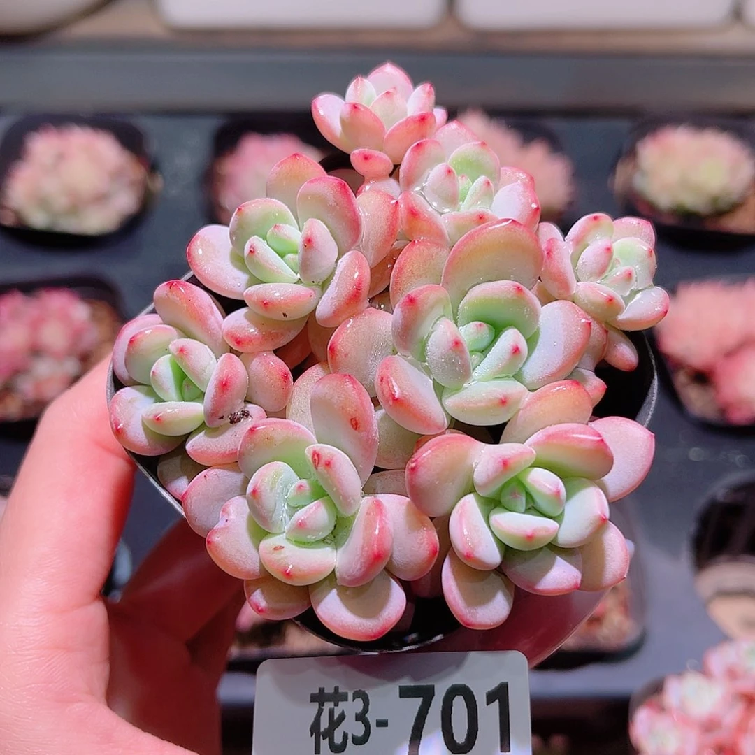 花利美3-701新品