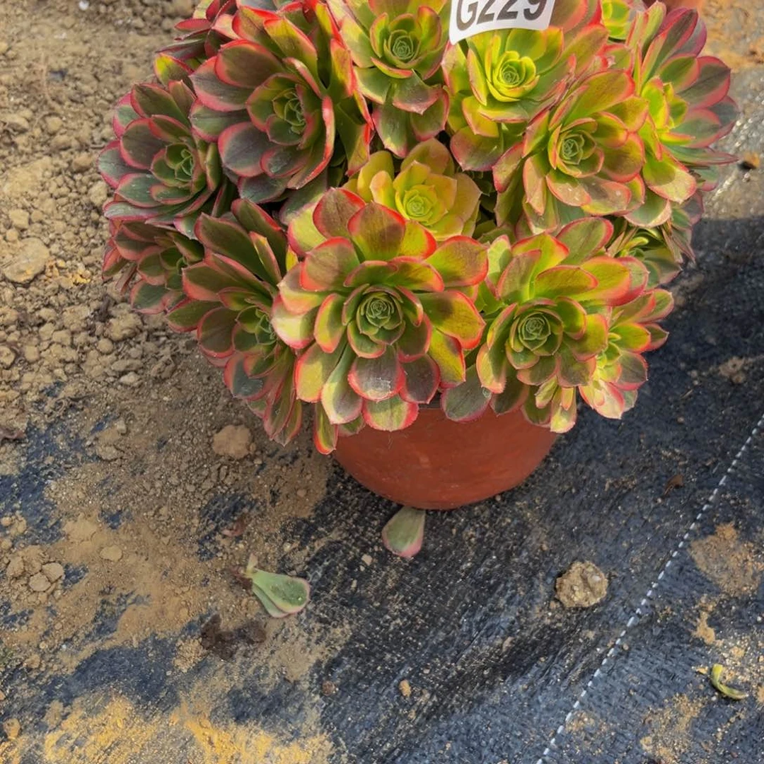 229多肉植物一物一拍