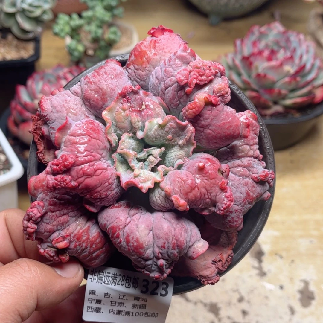 【闪购商品】323男爵