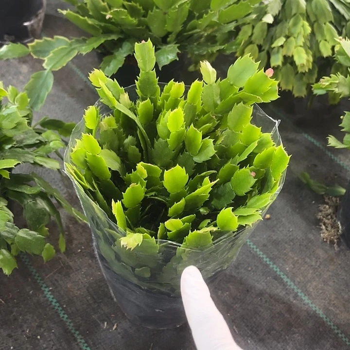 花***蕊当前无花栽培后可以开花海滨