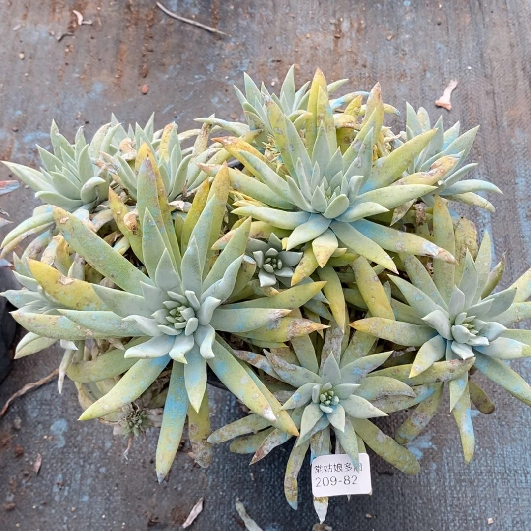 82号苹果叶大群瑕疵瑕疵