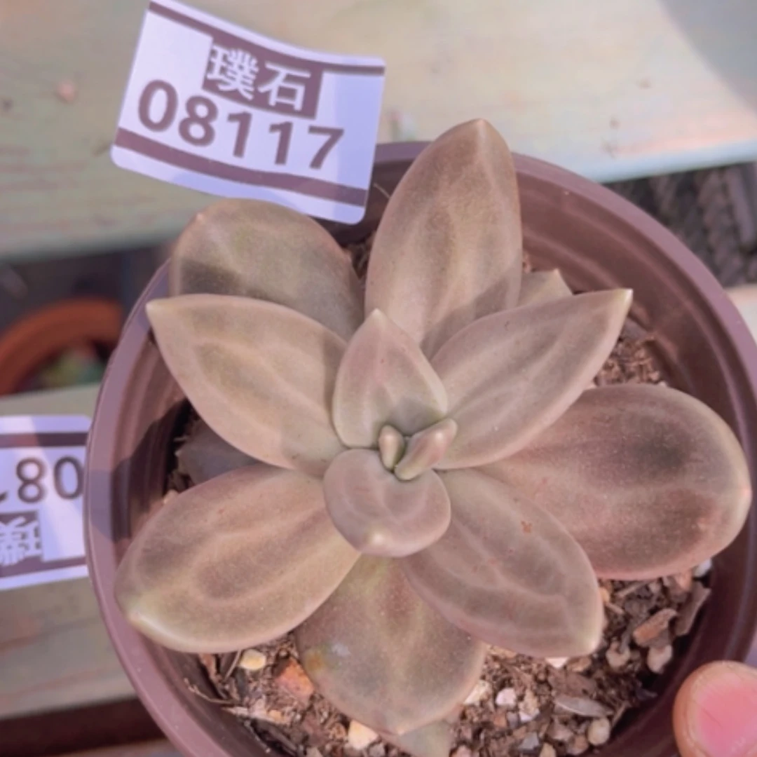 【闪购商品】惜春08117
