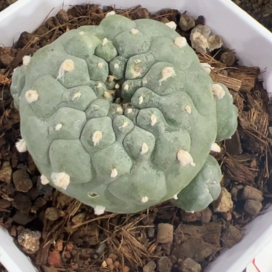 金***宴实生草球46656788