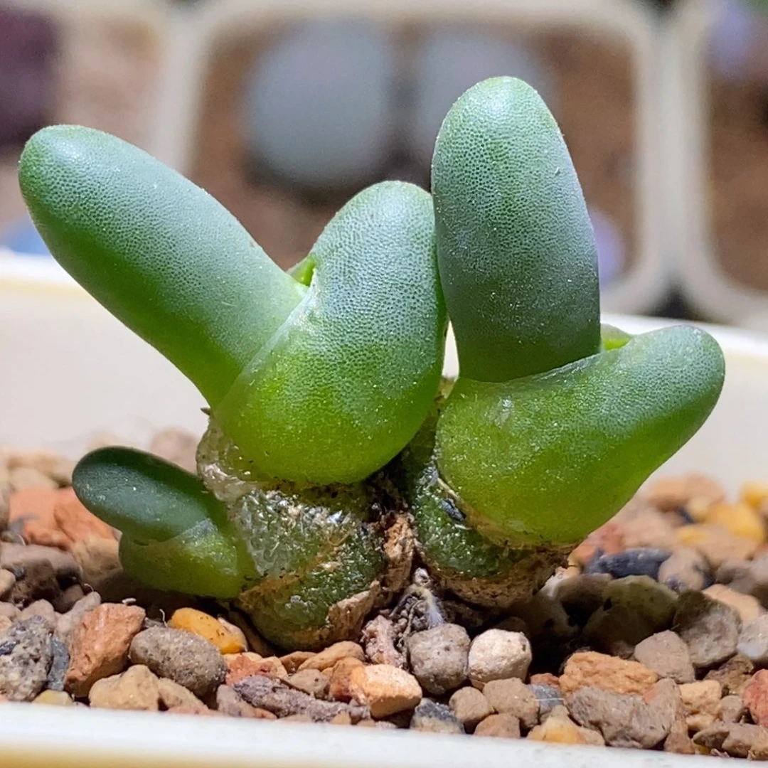 小手套小手套小手套