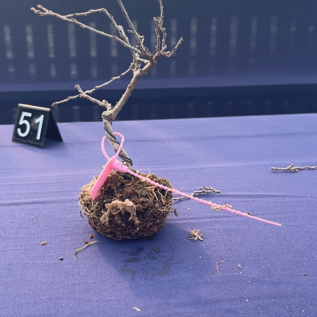 红陶幻*红红火火过大年紫藤