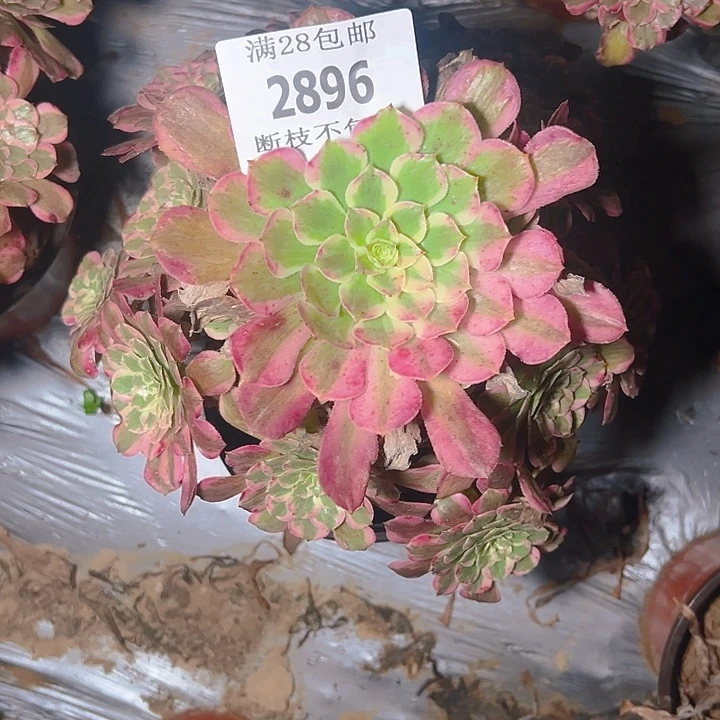2896霁月多肉植物保护