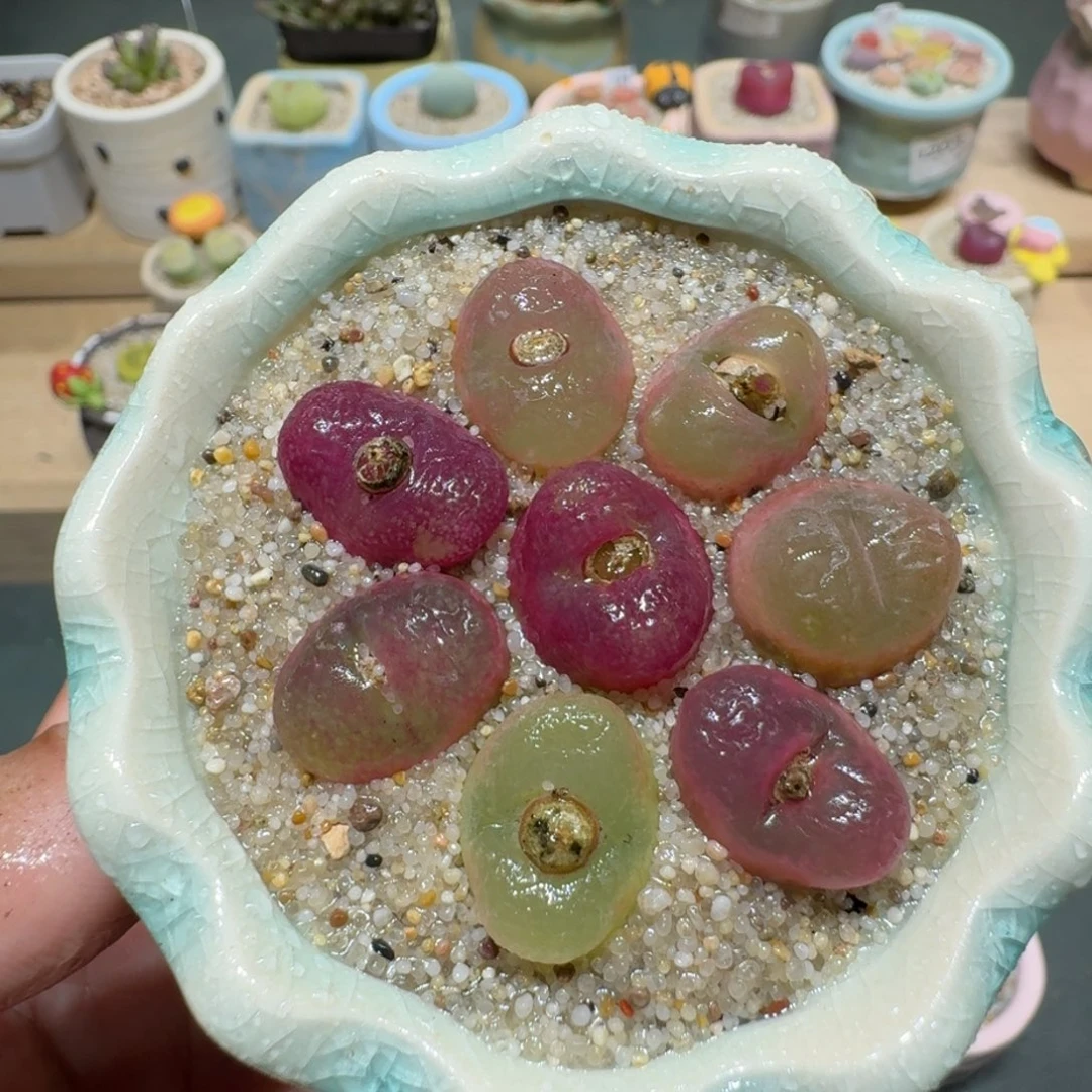 红陶蘑菇374毛汉尼