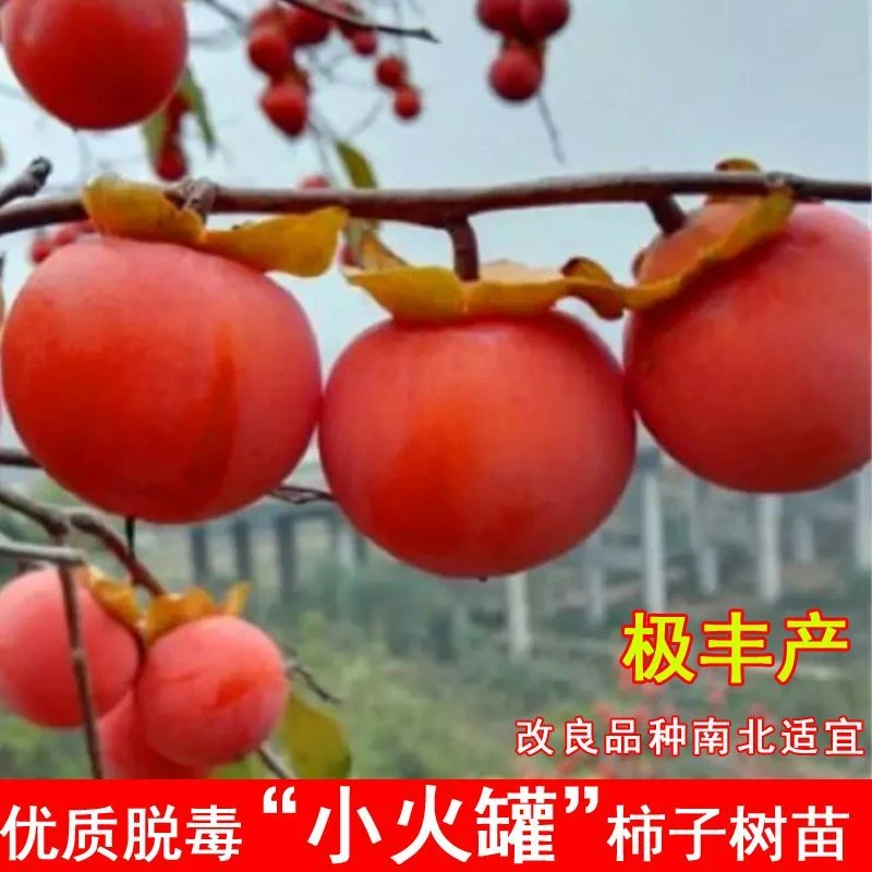 临潼火晶柿子树苗盆栽地栽南方北方种植当年结果树苗