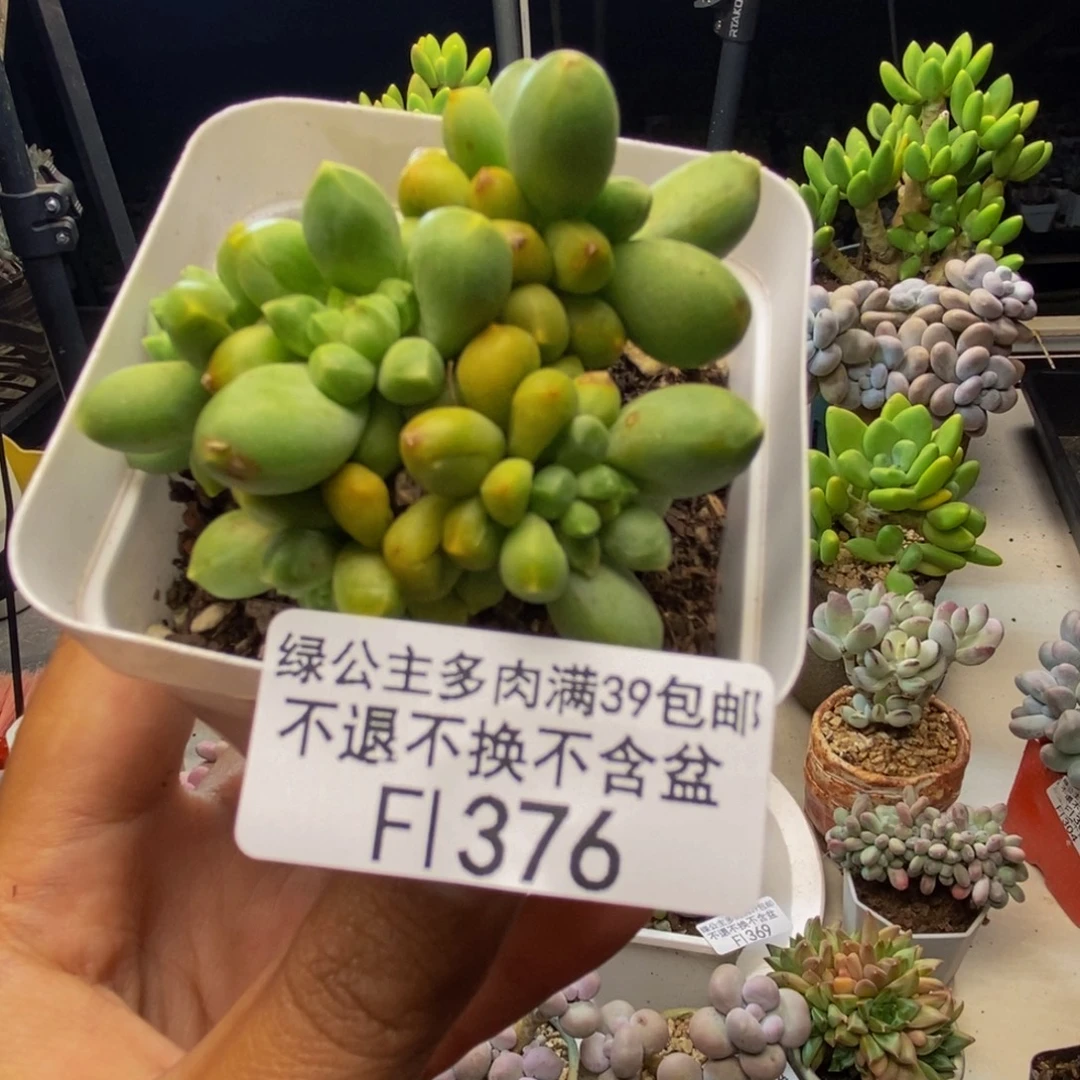 376香蕉树多肉5cm