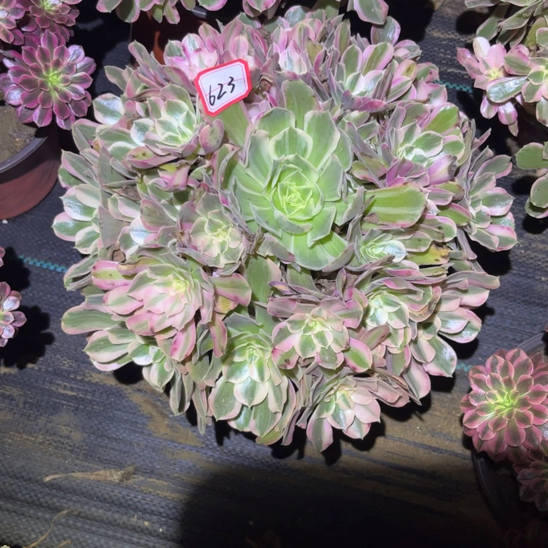 623多肉植物男神法师