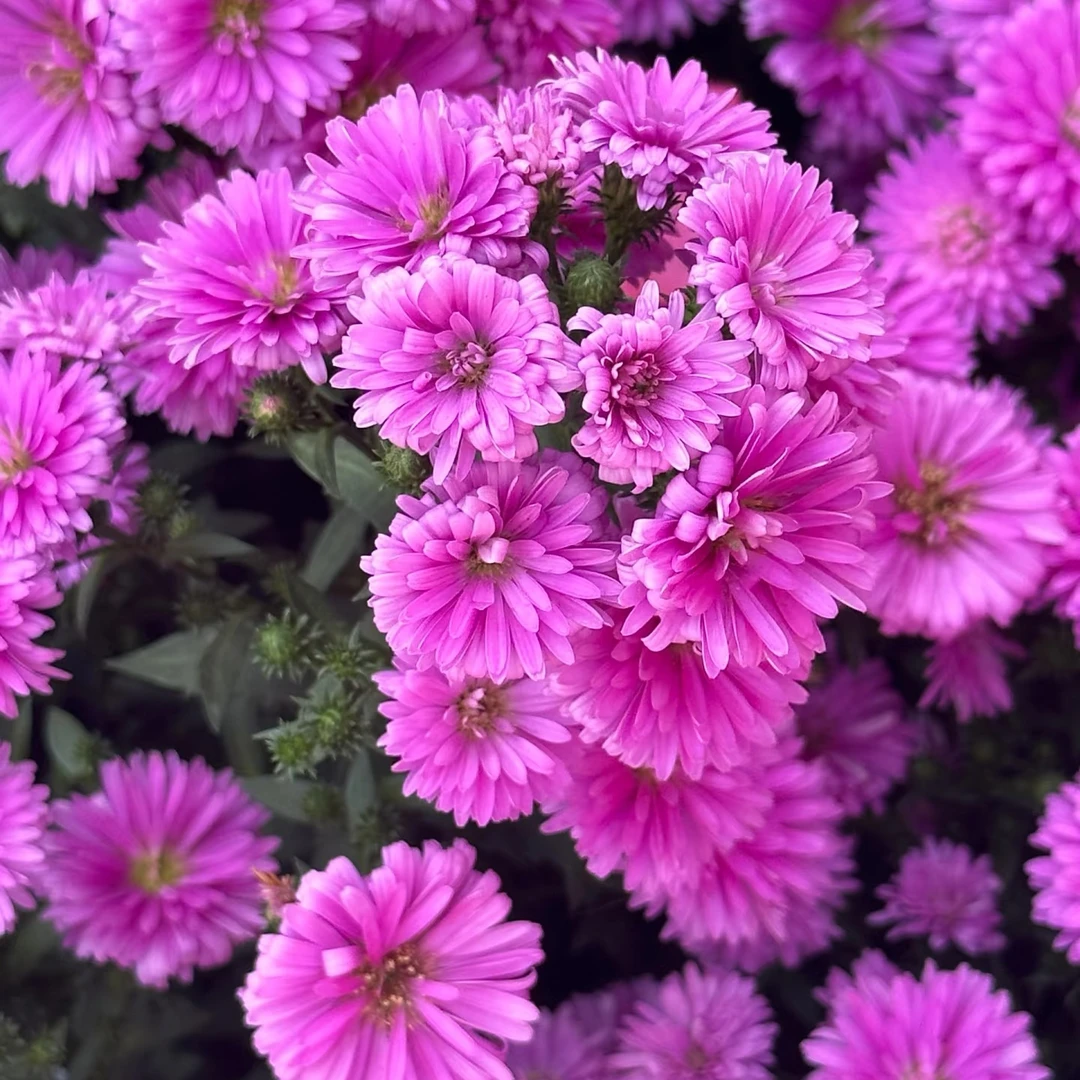 【这家花草铺】重瓣丹麦翠菊 盆口十公分左右 8盆包邮颜色随机