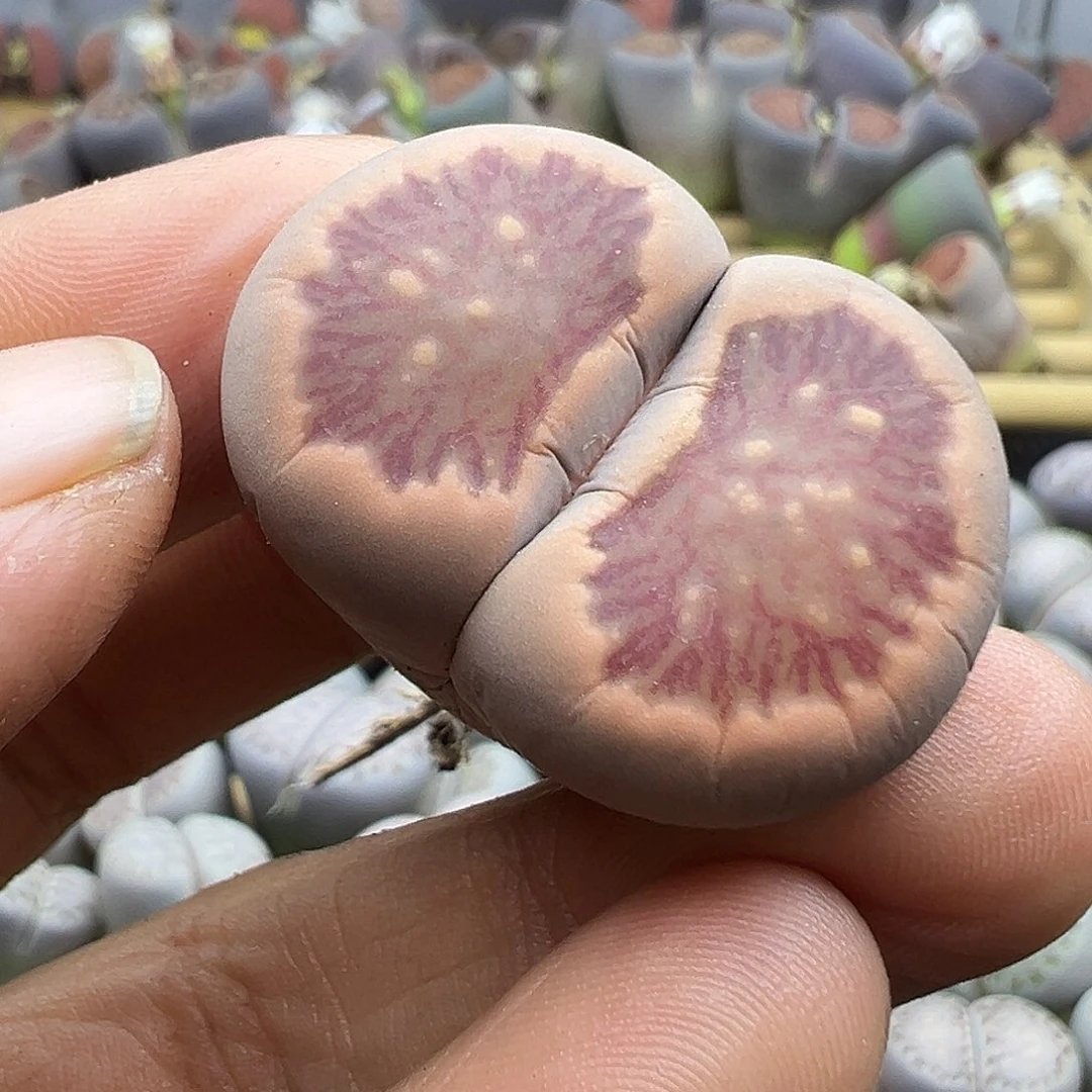 1951下播福利炸11111111