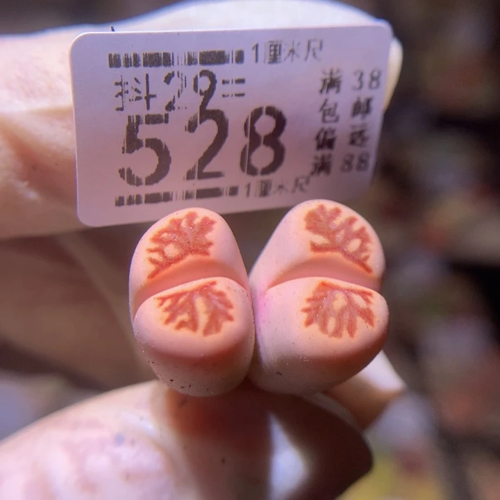 生石花多肉29.528