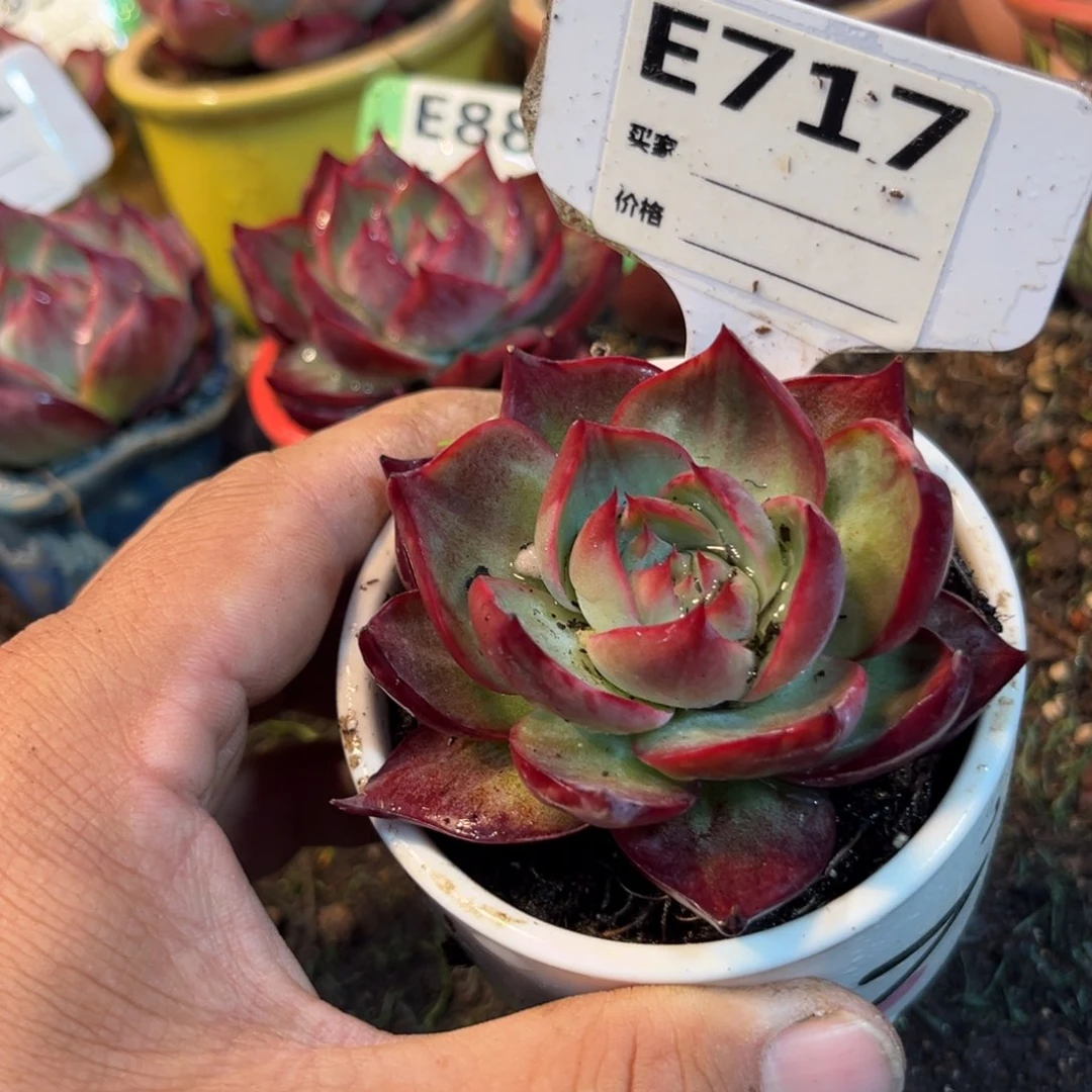 惊鸿一瞥717号多肉