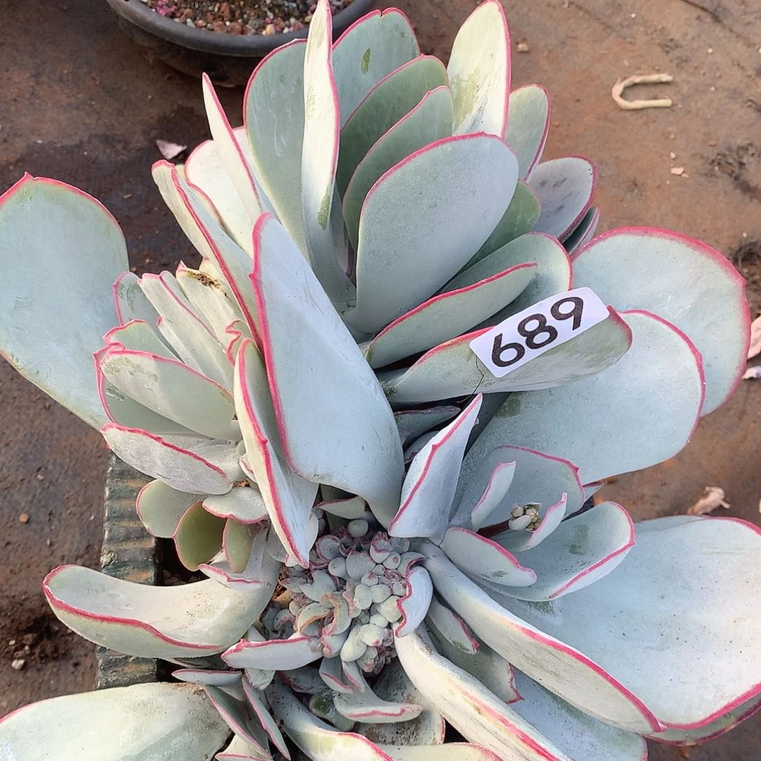 689白眉一物一拍多肉