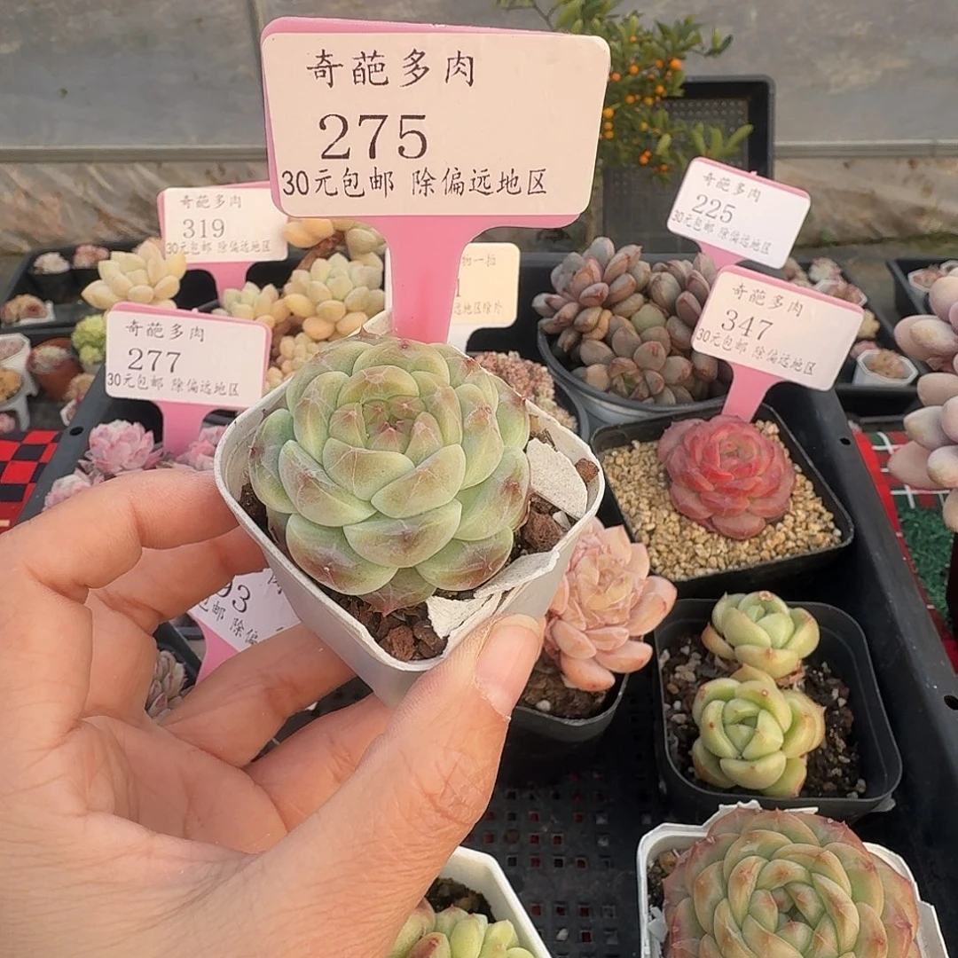 275 脱土 不包整 30元包邮非偏远