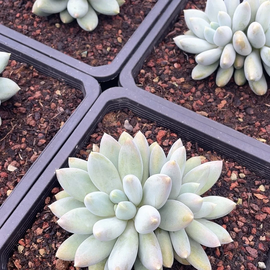 胖体哥特萝莉12厘米可挑