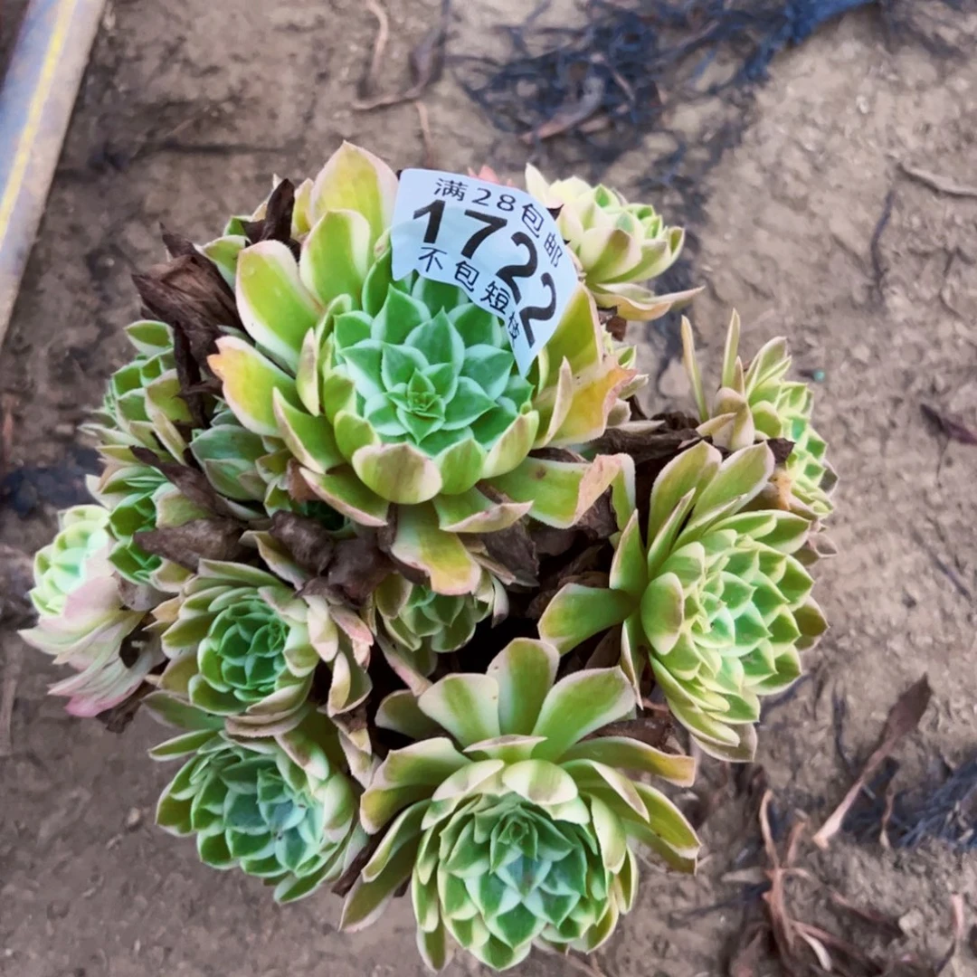 瑶光多肉植物1722法师