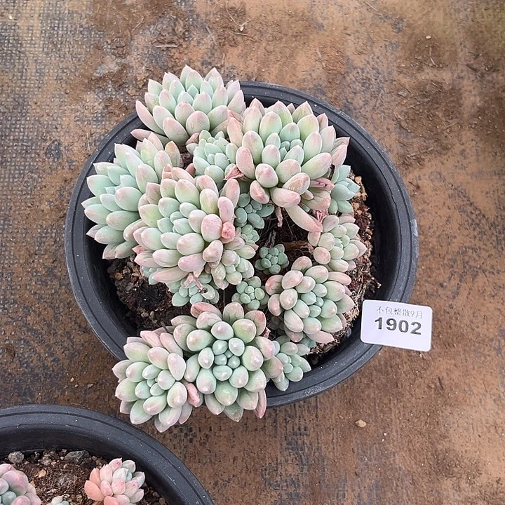 阿雅园艺。       1902奶糖