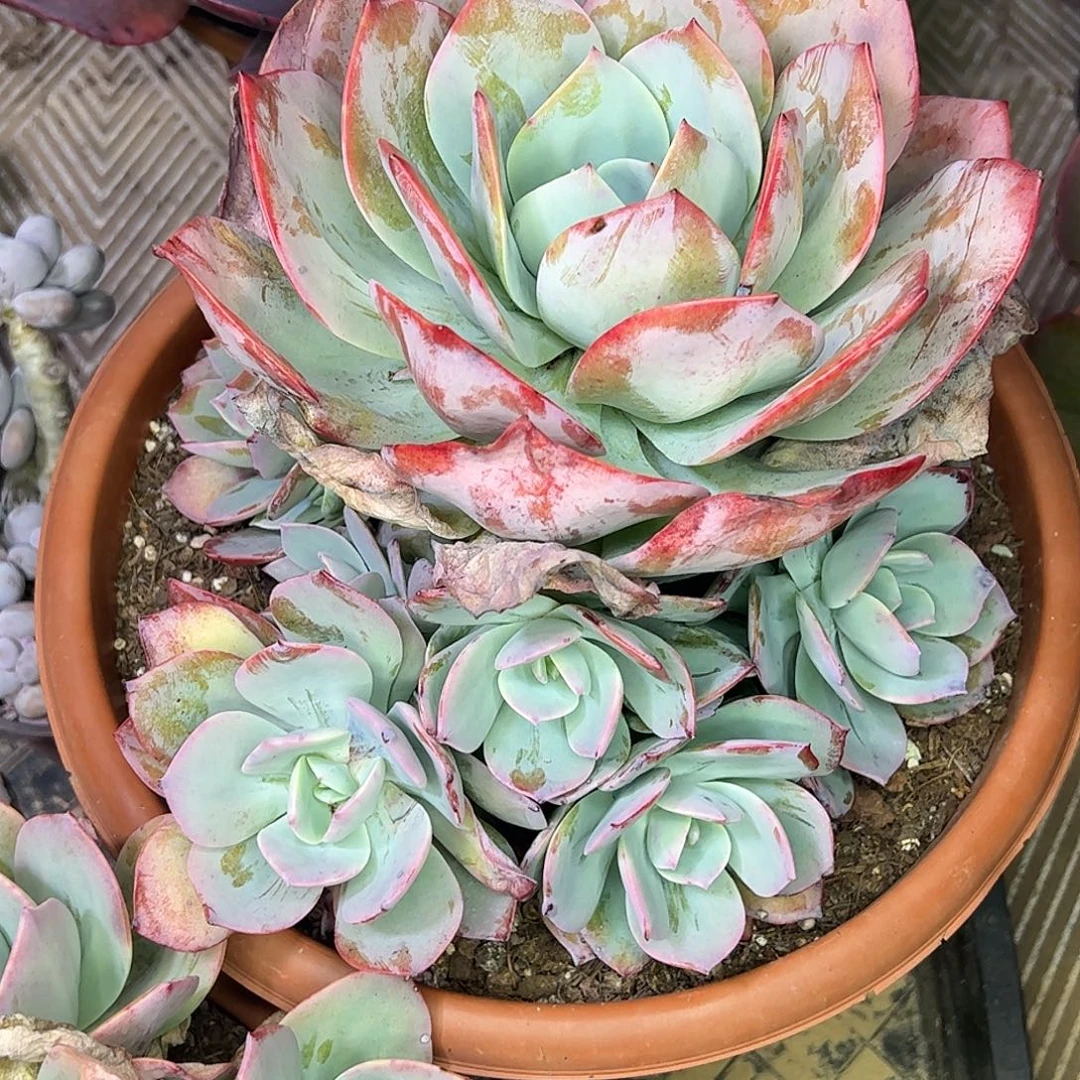 雪凤大群，一物一拍