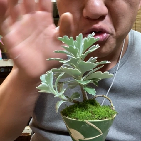 红陶一物一拍所见即所得25