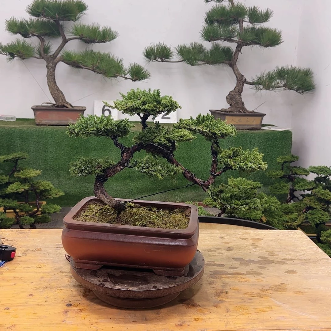 盆景盆景盆景盆景