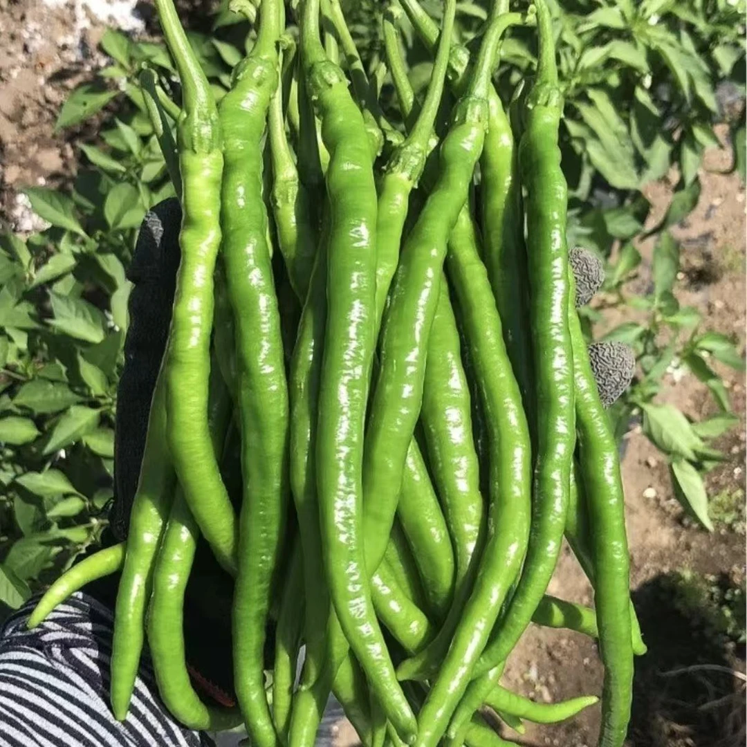 新鲜辣椒二荆条线椒辣椒长条青辣椒香辣新鲜现摘薄皮青椒