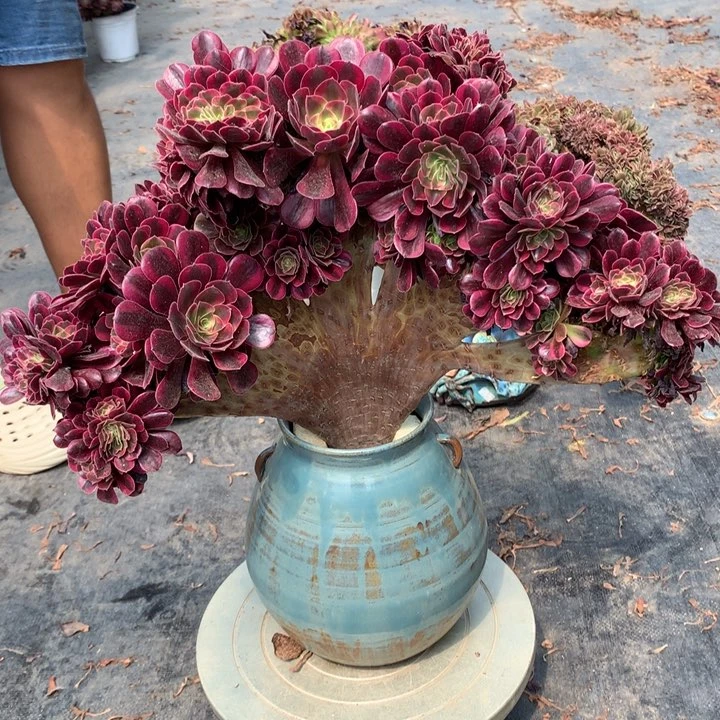 用****9美杜莎朵朵脱土发货啊