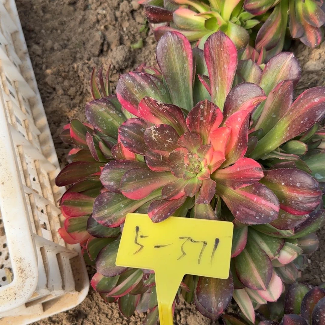5-371--+多头多肉植物