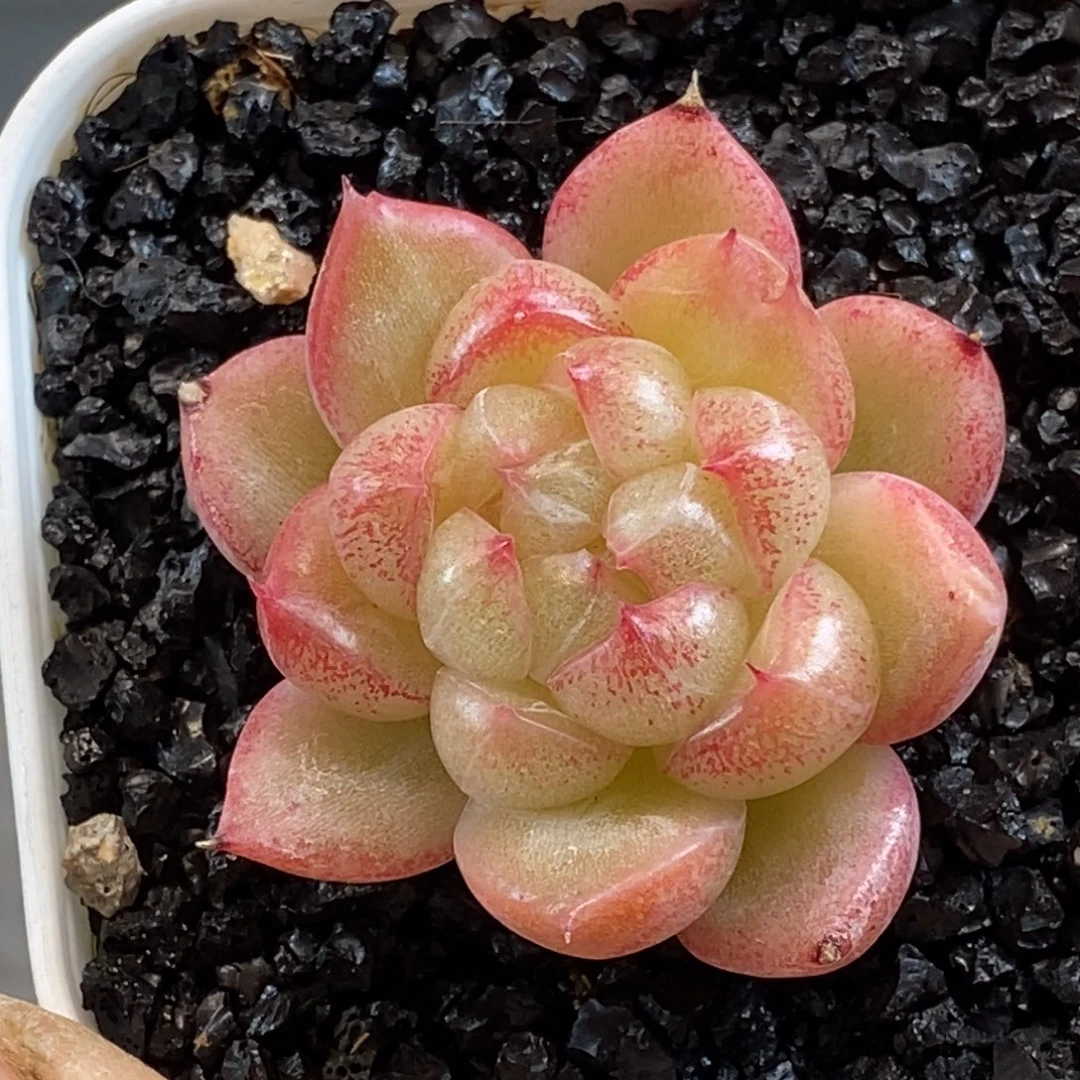 天官赐福百无禁忌