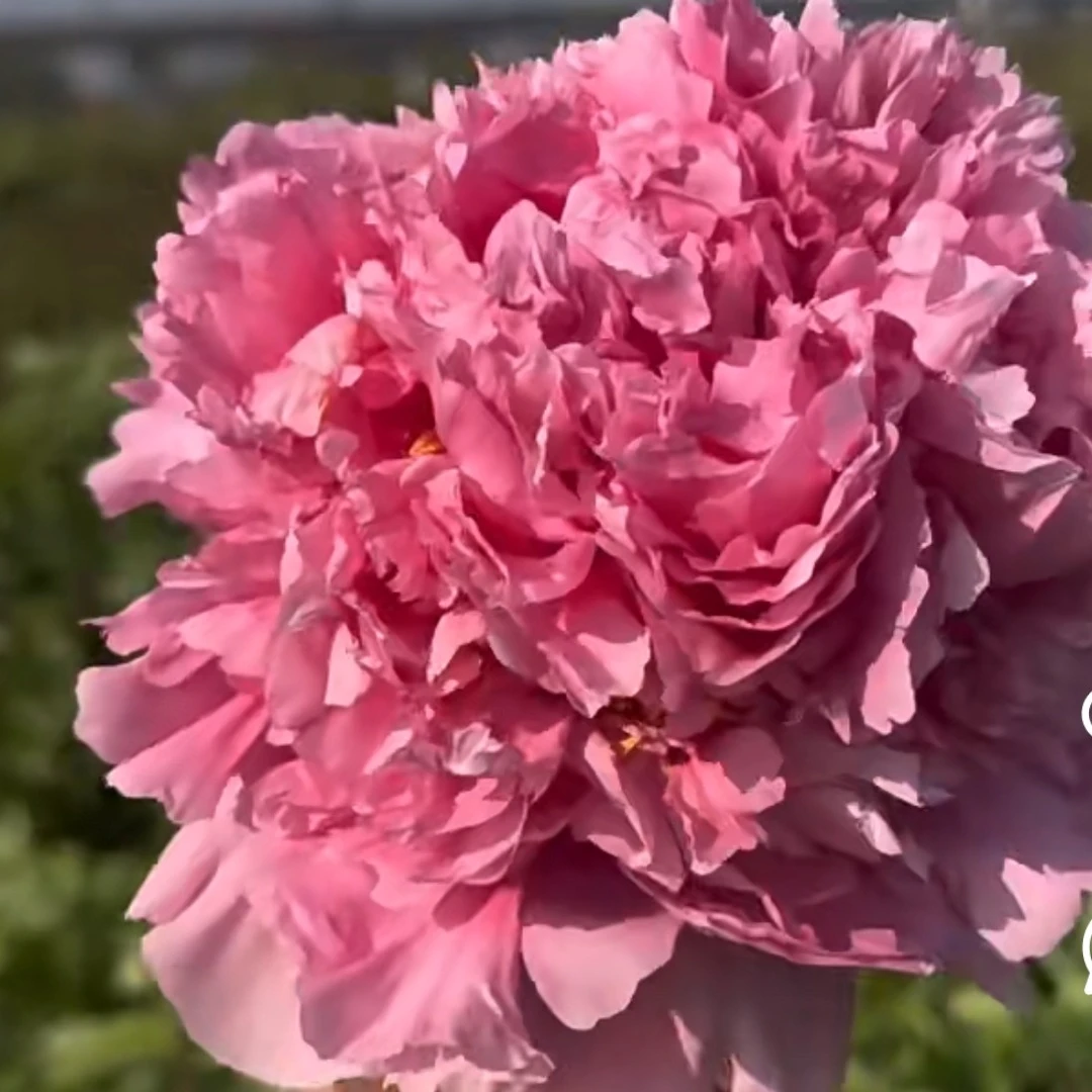 西瓜瓤粉红色大花重瓣观赏庭院盆栽菏泽基地直发