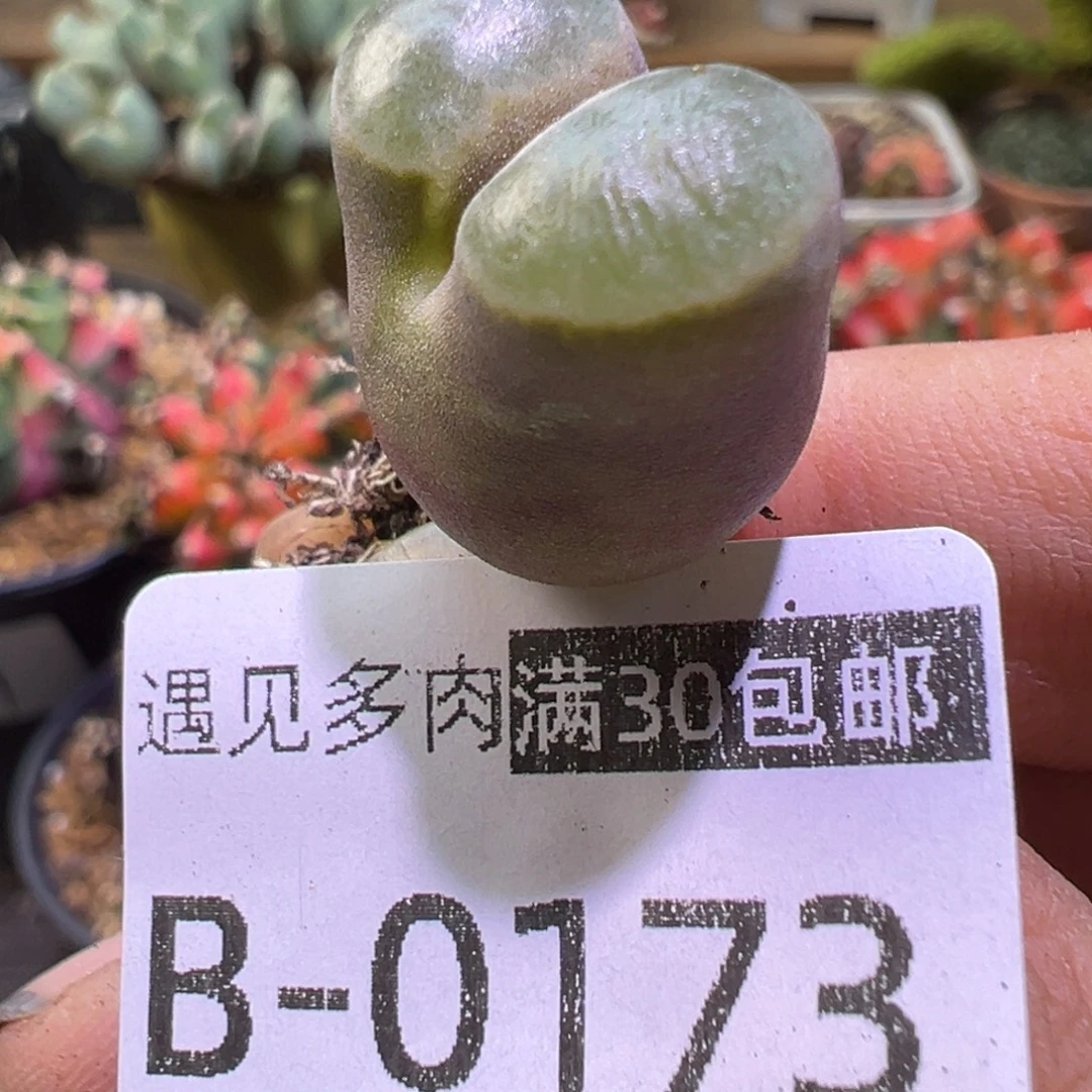 多肉植物11111111111