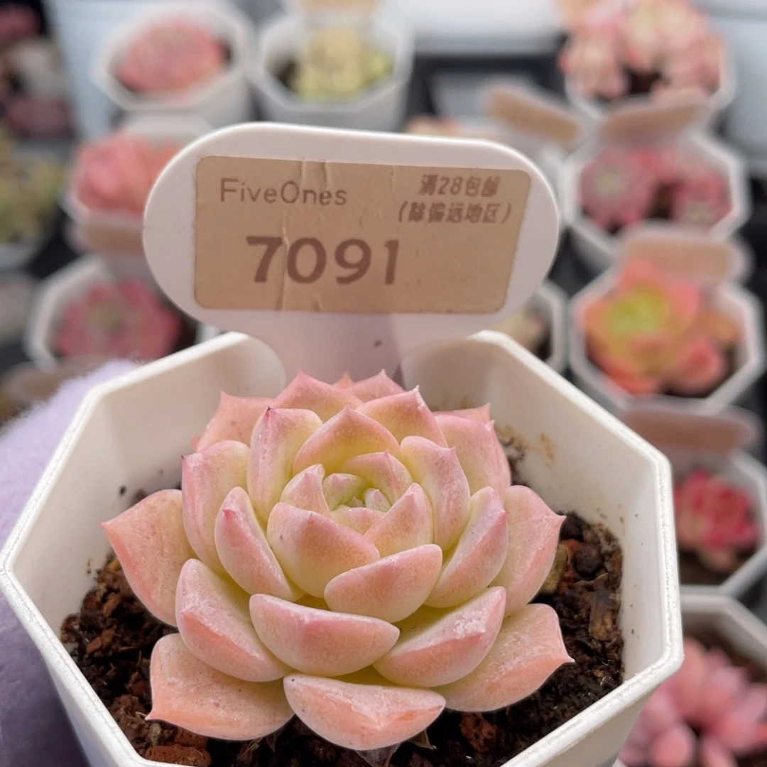 纯爱7091-5.0厘米