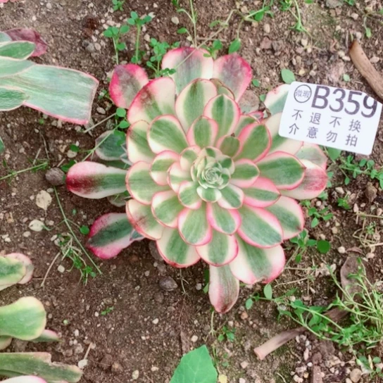 小*格多肉植物荔枝359寄养