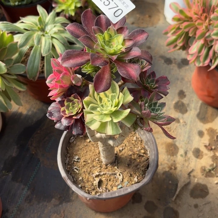 七彩树多肉法师2570