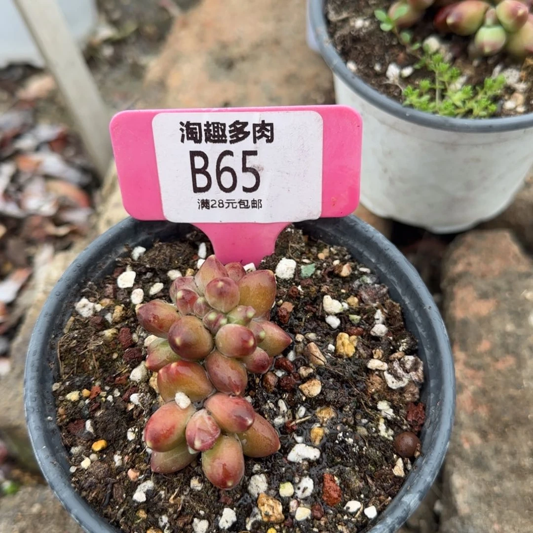 多肉植物精产美人松