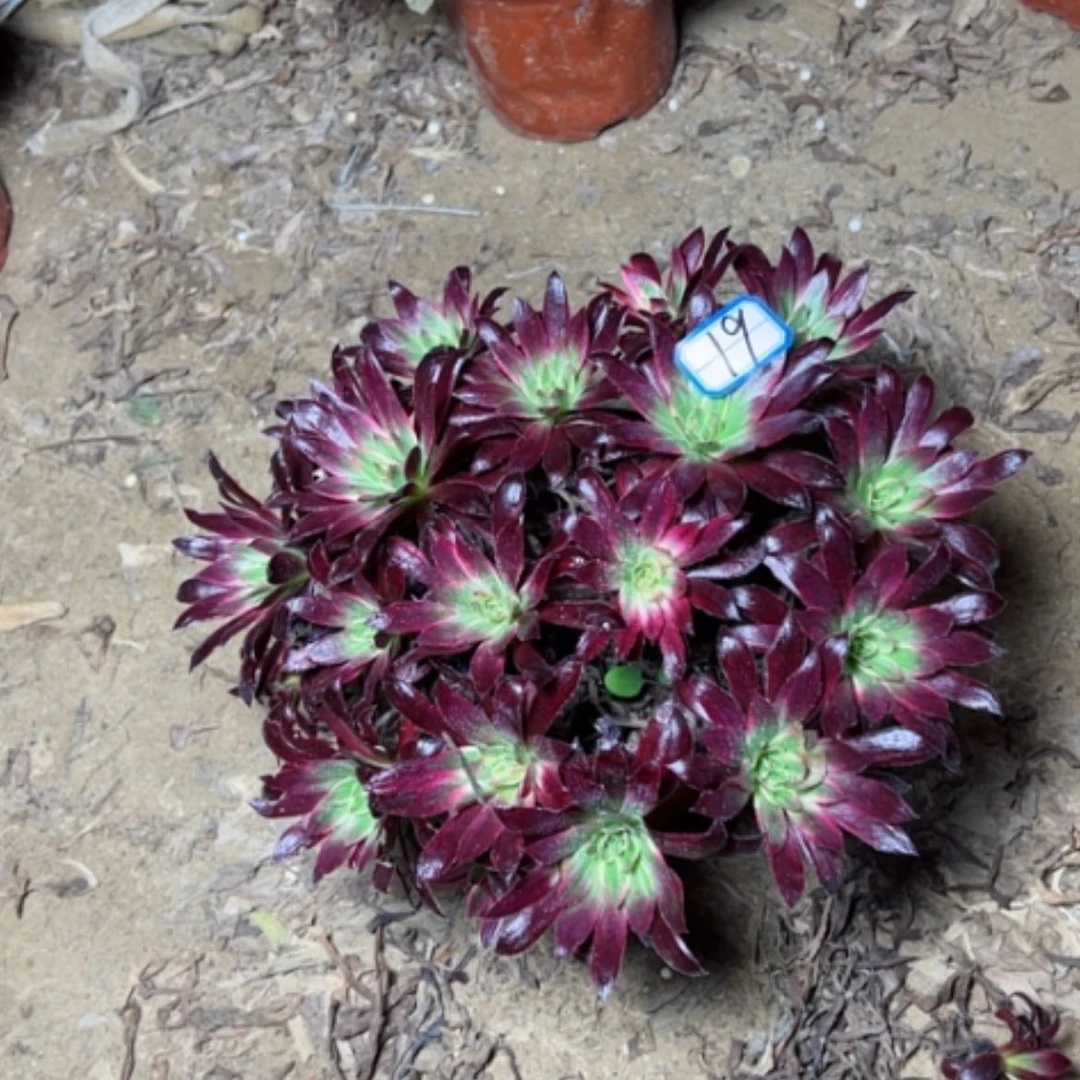 【闪购商品】惊鸿19